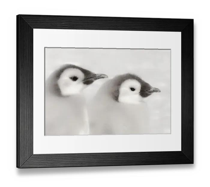Framed Print : Cape Washington, Antarctica. Clode-up of Emporer Penguin Chicks. High Key, soft focus Framed Print : Cape Washington, Antarctica. Clode-up of Emporer Penguin Chicks. High Key, soft focus