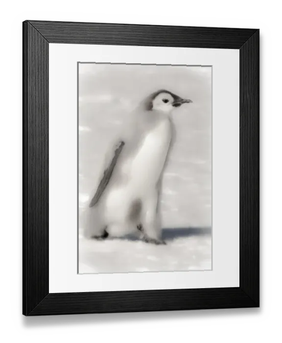 Framed Print : Cape Washington, Antarctica. Emporer Penguin Chick. High Key, soft focus Framed Print : Cape Washington, Antarctica. Emporer Penguin Chick. High Key, soft focus