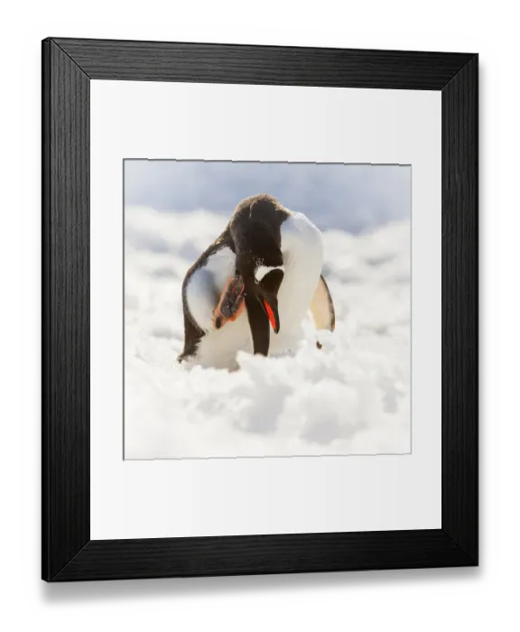 Framed Print : Antarctica. Gentoo penguin scratches its head Framed Print : Antarctica. Gentoo penguin scratches its head