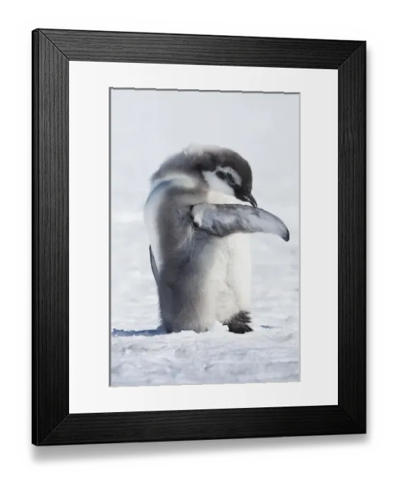 Framed Print : Cape Washington, Antarctica. Emperor Penguin Chick preening self