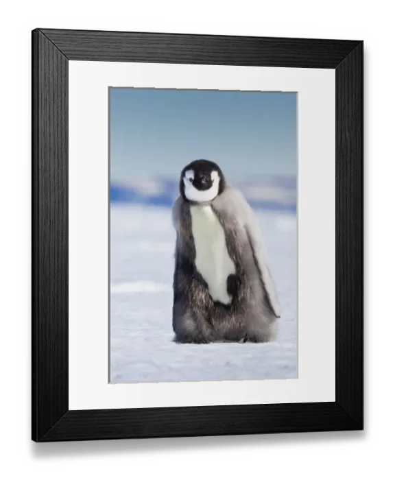 Framed Print : Cape Washington; Antarctica. Emporer penguin chick with down coat walking alone