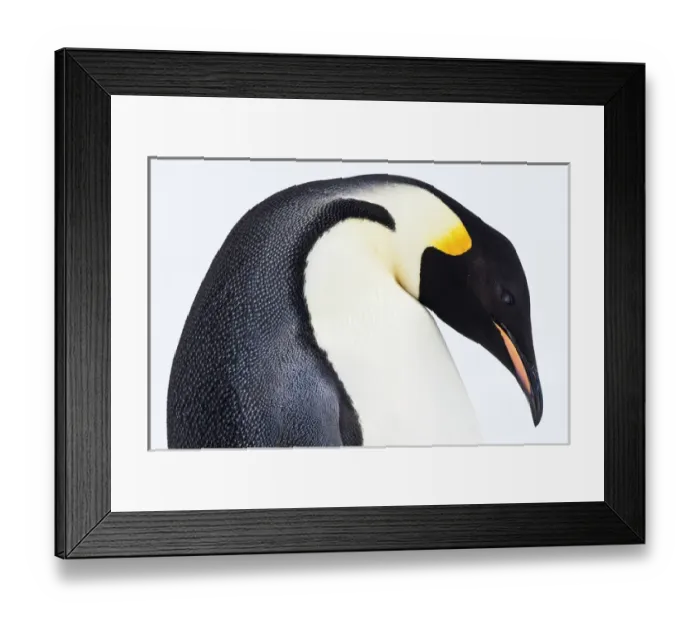 Framed Print : Snow Hill, Antarctica. Emporer Penguin. High Key Framed Print : Snow Hill, Antarctica. Emporer Penguin. High Key