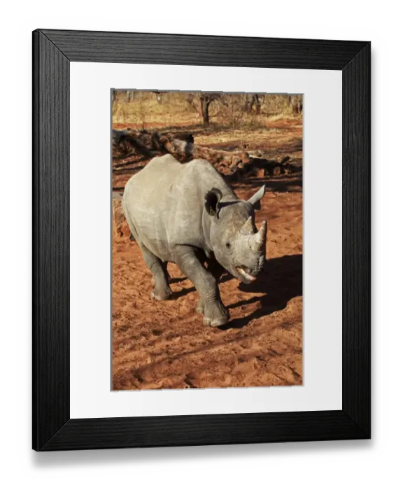 Framed Print : Africa, Zimbabwe, Victoria Falls. Black Rhinoceros Framed Print : Africa, Zimbabwe, Victoria Falls. Black Rhinoceros