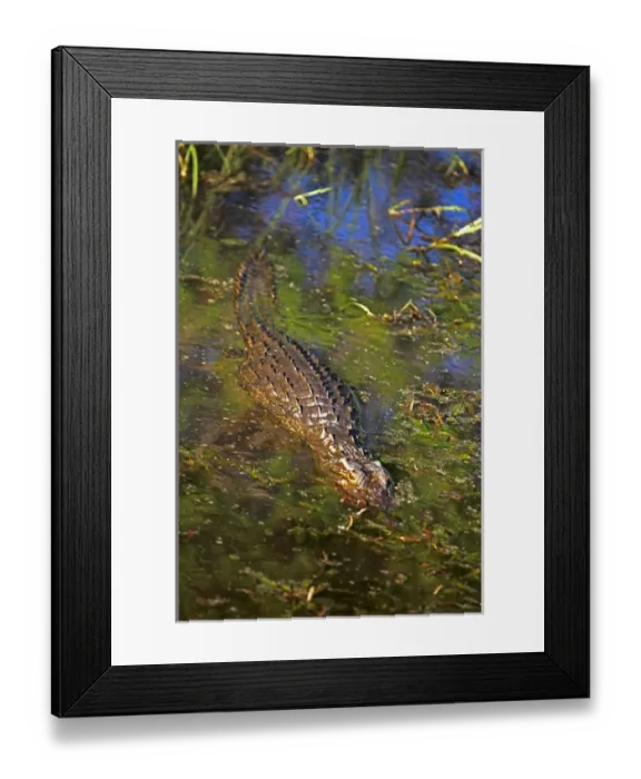 Framed Print : Africa, Zimbabwe, Victoria Falls. Crocodile of the Zambezi River Framed Print : Africa, Zimbabwe, Victoria Falls. Crocodile of the Zambezi River