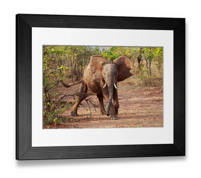 Framed Print : Africa, Zimbabwe, Bumi Hills. Elephants of Matusadona Park, Zimbabwe