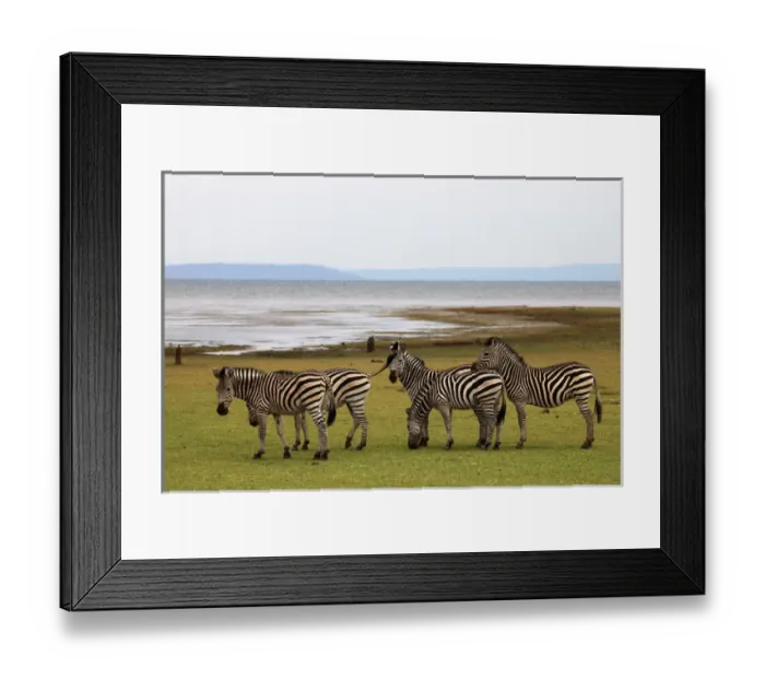 Framed Print : Africa, Zimbabwe, Matusadona. Zebra on the shore of Lake Kariba Framed Print : Africa, Zimbabwe, Matusadona. Zebra on the shore of Lake Kariba