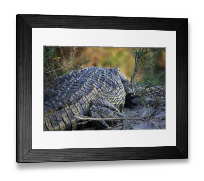Framed Print : Africa, Zimbabwe, Victoria Falls. Crocodile of the Zambezi River Framed Print : Africa, Zimbabwe, Victoria Falls. Crocodile of the Zambezi River