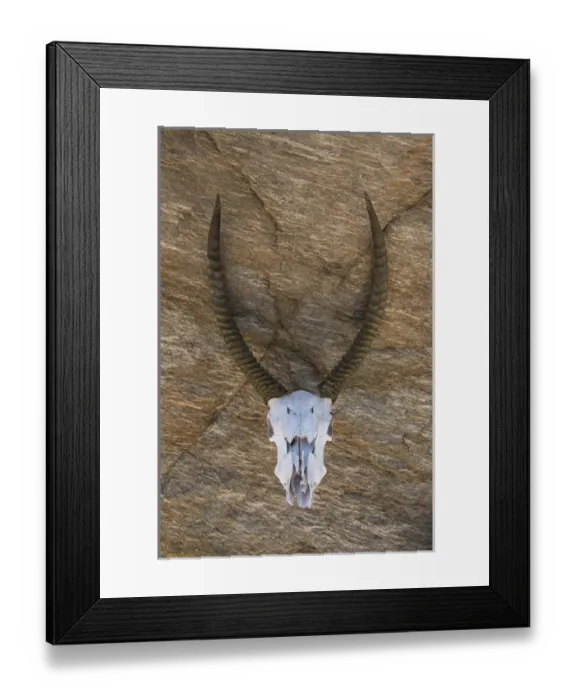 Framed Print : Waterbuck skull (Kobus ellipsiprymnus), Zimbabwe Framed Print : Waterbuck skull (Kobus ellipsiprymnus), Zimbabwe