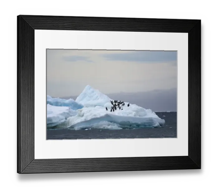 Framed Print : Antarctica. Antarctic Peninsula. Brown Bluff