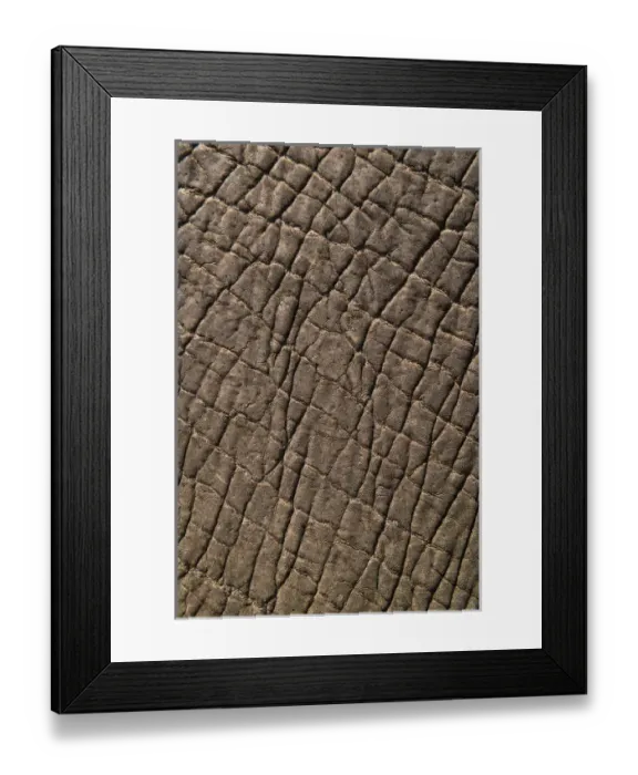 Framed Print : Elephant skin, Zimbabwe