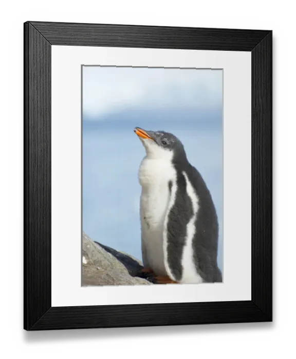 Framed Print : Antarctica. Antarctic Peninsula. Neko Harbor. Gentoo Penguin (Pygoscelis papua) colony Framed Print : Antarctica. Antarctic Peninsula. Neko Harbor. Gentoo Penguin (Pygoscelis papua) colony