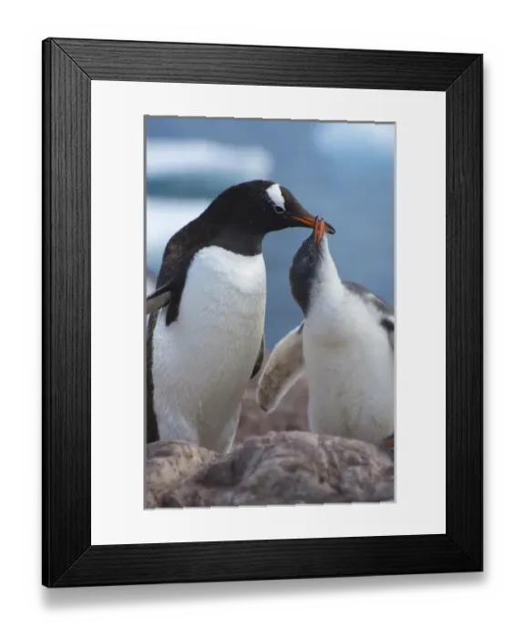 Framed Print : Antarctica. Antarctic Peninsula. Neko Harbor. Gentoo Penguin (Pygoscelis papua) colony