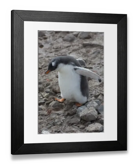 Framed Print : Antarctica. Antarctic Peninsula. Neko Harbor. Gentoo Penguin colony. Gentoo Penguin