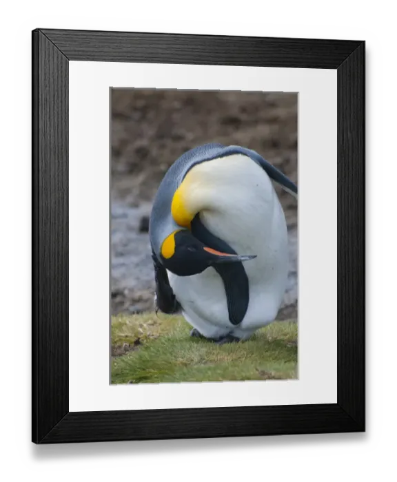 Framed Print : South Georgia. Salisbury Plain. King penguin (Aptenodytes patagonicus) scratching Framed Print : South Georgia. Salisbury Plain. King penguin (Aptenodytes patagonicus) scratching
