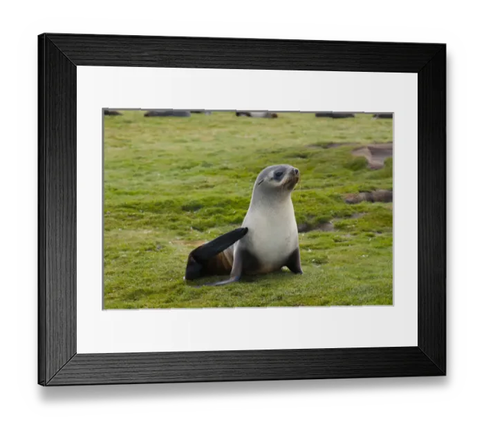 Framed Print : South Georgia. Salisbury Plain. Antarctic fur seal (Arctocephalus gazella) Framed Print : South Georgia. Salisbury Plain. Antarctic fur seal (Arctocephalus gazella)