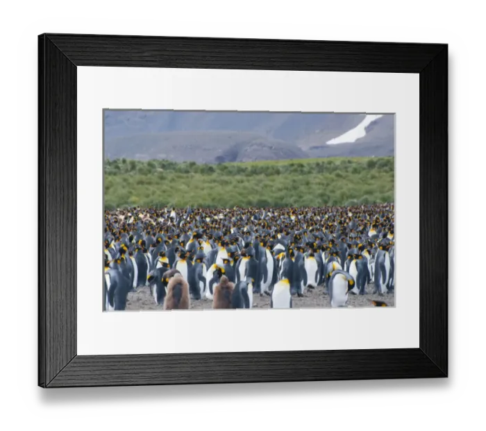 Framed Print : South Georgia. Salisbury Plain. King penguins (Aptenodytes patagonicus) colony