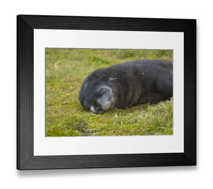 Framed Print : South Georgia. Stromness. Antarctic fur seal (Arctocephalus gazella) pup sleeping Framed Print : South Georgia. Stromness. Antarctic fur seal (Arctocephalus gazella) pup sleeping