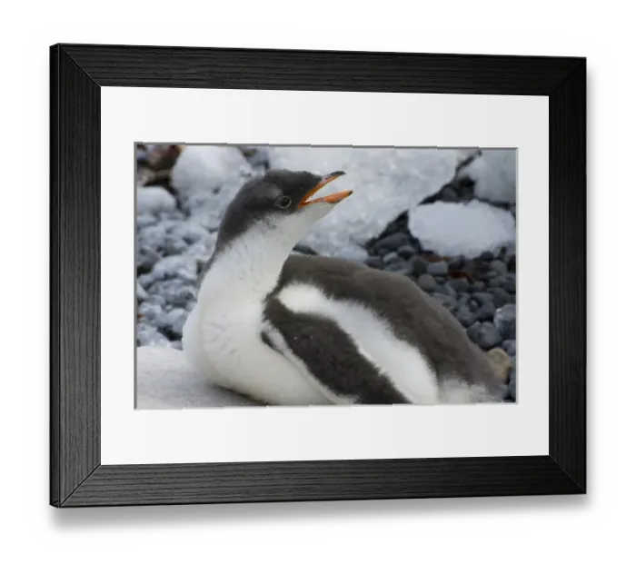 Framed Print : Antarctica. Antarctic Peninsula. Brown Bluff. Gentoo penguin (Pygoscelis papua) chick Framed Print : Antarctica. Antarctic Peninsula. Brown Bluff. Gentoo penguin (Pygoscelis papua) chick