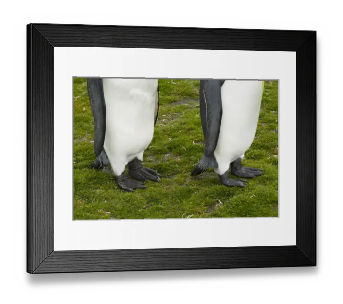 Framed Print : South Georgia. Saint Andrews. King penguin (Aptenodytes patagonicus) feet Framed Print : South Georgia. Saint Andrews. King penguin (Aptenodytes patagonicus) feet