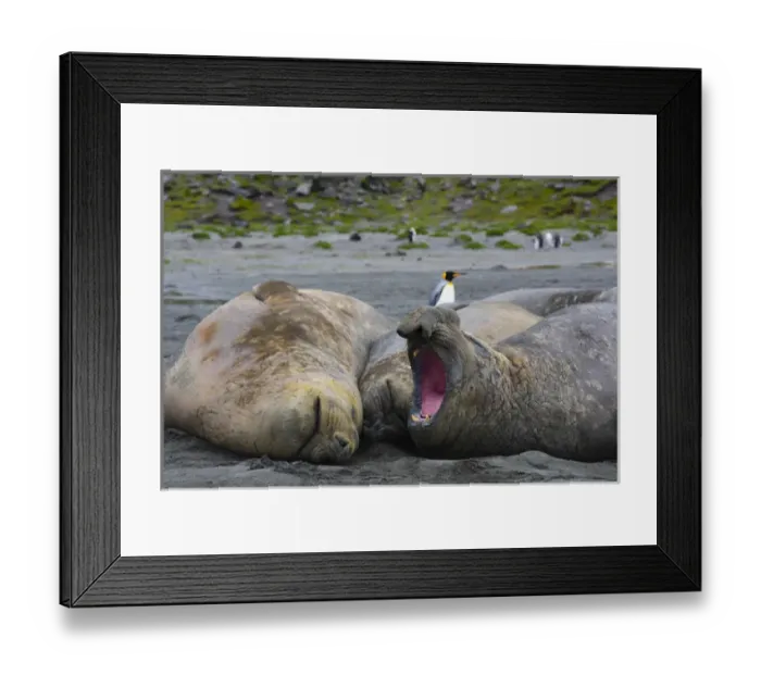 Framed Print : South Georgia. Saint Andrews. Southern elephant seals (Mirounga leonina) Framed Print : South Georgia. Saint Andrews. Southern elephant seals (Mirounga leonina)