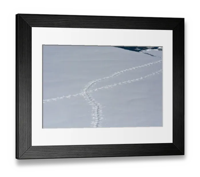 Framed Print : Antarctica. Antarctic Peninsula. South of the Antarctic Circle. near Adelaide Island Framed Print : Antarctica. Antarctic Peninsula. South of the Antarctic Circle. near Adelaide Island