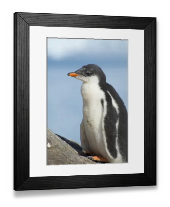 Framed Print : Antarctica. Antarctic Peninsula. Neko Harbor. Gentoo Penguin (Pygoscelis papua) colony Framed Print : Antarctica. Antarctic Peninsula. Neko Harbor. Gentoo Penguin (Pygoscelis papua) colony