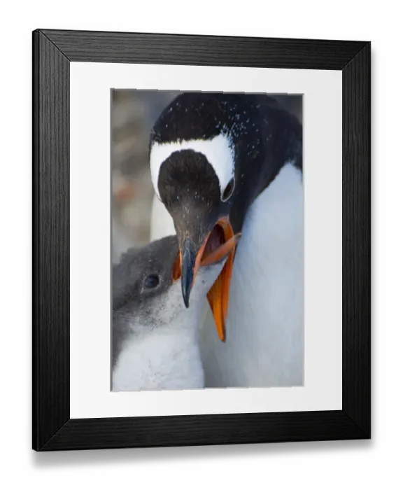 Framed Print : Antarctica. Antarctic Peninsula. Neko Harbor. Gentoo Penguin (Pygoscelis papua) colony Framed Print : Antarctica. Antarctic Peninsula. Neko Harbor. Gentoo Penguin (Pygoscelis papua) colony