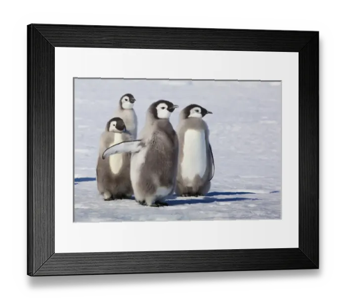 Framed Print : Cape Washington, Antarctica. Emperor Penguin Chicks Framed Print : Cape Washington, Antarctica. Emperor Penguin Chicks