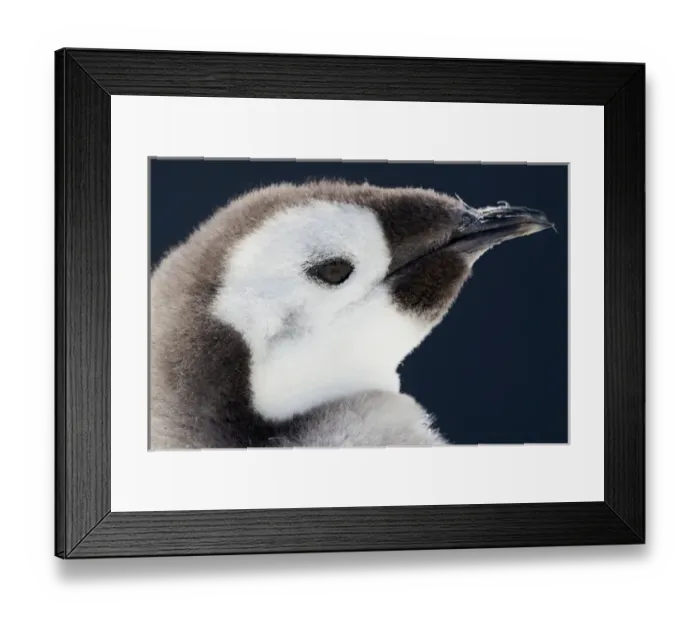 Framed Print : Cape Washington, Antarctica. Close-up of an Emperor penguin chick against a dark sky Framed Print : Cape Washington, Antarctica. Close-up of an Emperor penguin chick against a dark sky