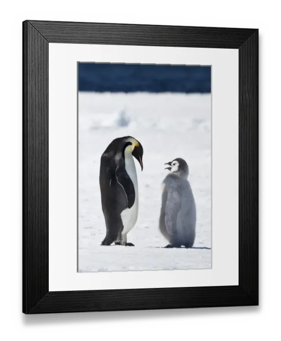 Framed Print : Cape Washington, Antarctica. Emperor penguin chick asks parent for food Framed Print : Cape Washington, Antarctica. Emperor penguin chick asks parent for food