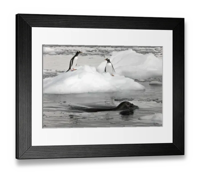 Framed Print : Neko Harbour; Antarctica. A Weddell Seal swims past two gentoo penguins standing
