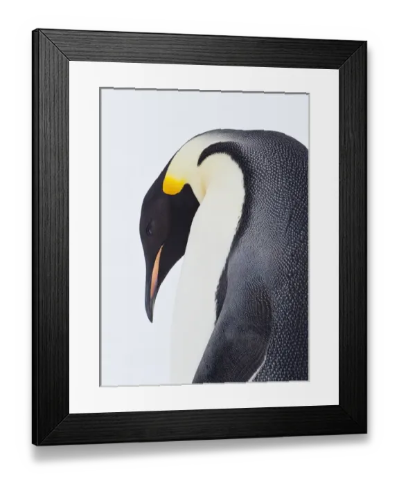 Framed Print : Snow Hil, Antarctica. Close-up of Emperor penguin. High Key Framed Print : Snow Hil, Antarctica. Close-up of Emperor penguin. High Key