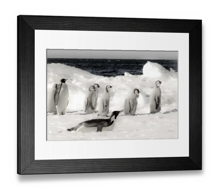 Framed Print : Cape Washington, Antarctica. Emporer Penguins on the move. High Key, soft focus Framed Print : Cape Washington, Antarctica. Emporer Penguins on the move. High Key, soft focus
