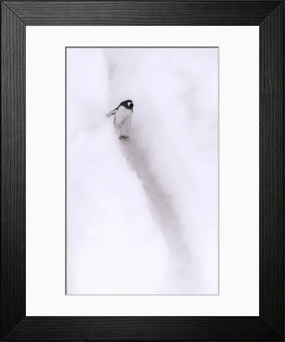 Framed Print : Neko Harbour, Antarctica. Gentoo Penguin strolling down a penguin channel Framed Print : Neko Harbour, Antarctica. Gentoo Penguin strolling down a penguin channel