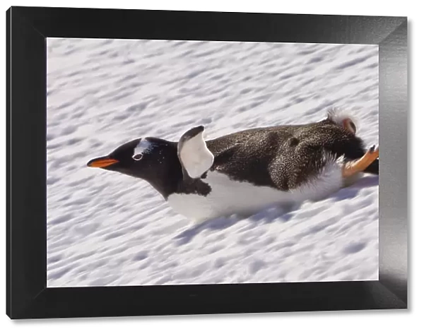 Barrentos Island, Antarctica. Gentoo Penguin slides on its stomach. Digitally Altered