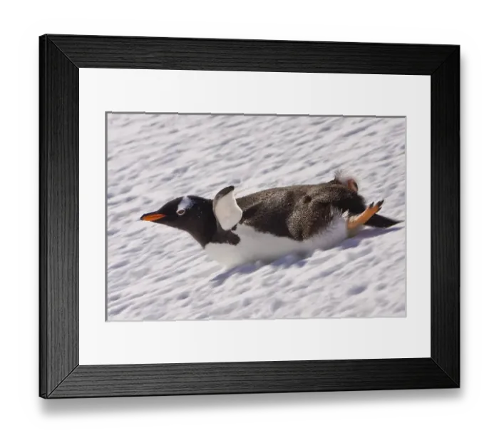 Framed Print : Barrentos Island, Antarctica. Gentoo Penguin slides on its stomach. Digitally Altered