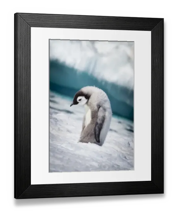 Framed Print : Cape Washington; Antarctia; Emperor penguin chick walks with its head down Framed Print : Cape Washington; Antarctia; Emperor penguin chick walks with its head down