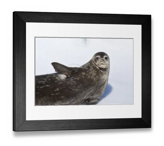 Framed Print : Southern Ocean, Antarctica. Close-up of a Weddell Seal Framed Print : Southern Ocean, Antarctica. Close-up of a Weddell Seal