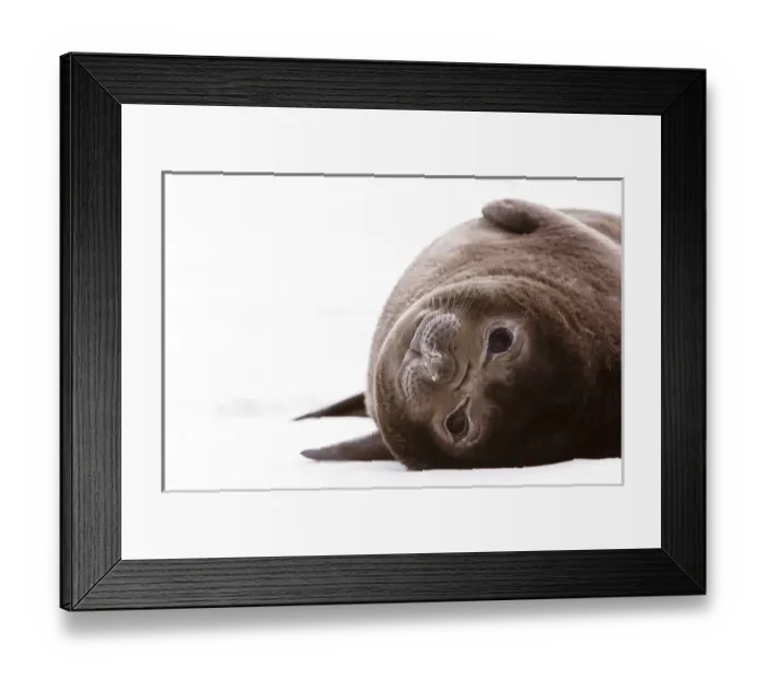 Framed Print : South Geoprgia Island, Antarctica. Southern Baby Elephant Seal rests up-side-down Framed Print : South Geoprgia Island, Antarctica. Southern Baby Elephant Seal rests up-side-down
