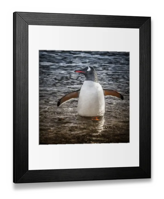 Framed Print : Neko Harbour, Antarctica. Gentoo Penguin standing in the water