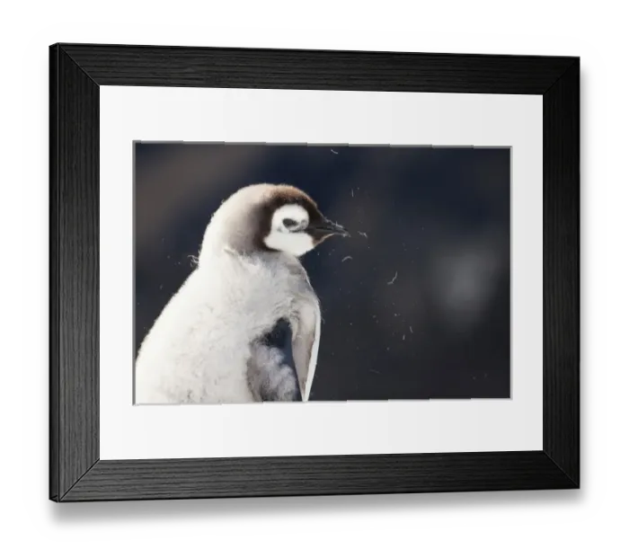 Framed Print : Cape Washington; Antarctica. Close-up of an Emperor chick with dark background