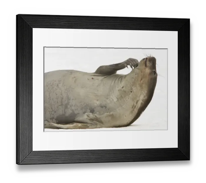 Framed Print : South Shetland Islands, Antarctica. Young Elephant Seal Scratches Chin Framed Print : South Shetland Islands, Antarctica. Young Elephant Seal Scratches Chin