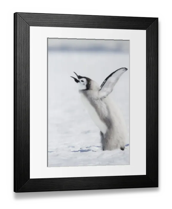Framed Print : Cape Wahington, Antarctica. An Emperor penguin chick calls out, wings outstretched