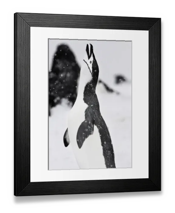 Framed Print : Half Moon Island, Antarctica. Chinstrap Penguin Calls Out Framed Print : Half Moon Island, Antarctica. Chinstrap Penguin Calls Out