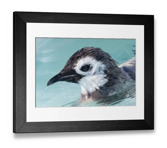 Framed Print : Cape Washington, Antarctica. Young Emperor Penguin chick swimming for the first time Framed Print : Cape Washington, Antarctica. Young Emperor Penguin chick swimming for the first time