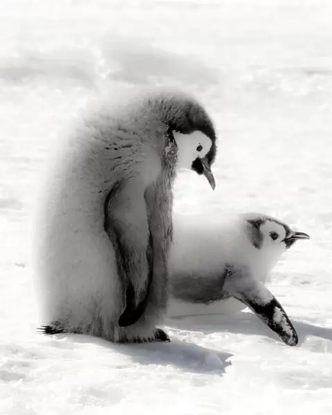Cape Washington, Antarctica. Emporer Penguin Chicks. High Key, soft focus