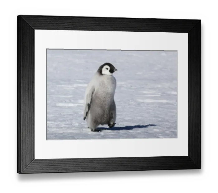 Framed Print : Cape Washington, Antarctica. Emporer Penguin Chick Framed Print : Cape Washington, Antarctica. Emporer Penguin Chick