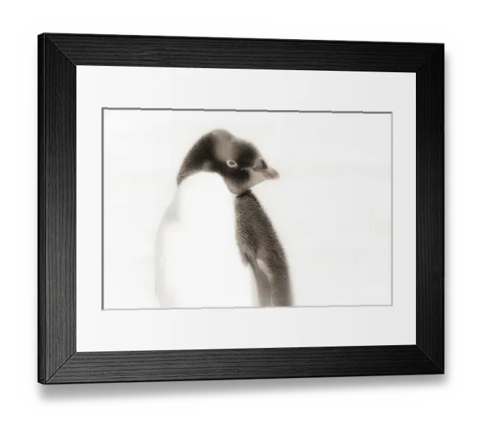 Framed Print : Cape Washington, Antarctica. Close-up of an Adelie Penguin. High Key, Soft Focus Framed Print : Cape Washington, Antarctica. Close-up of an Adelie Penguin. High Key, Soft Focus