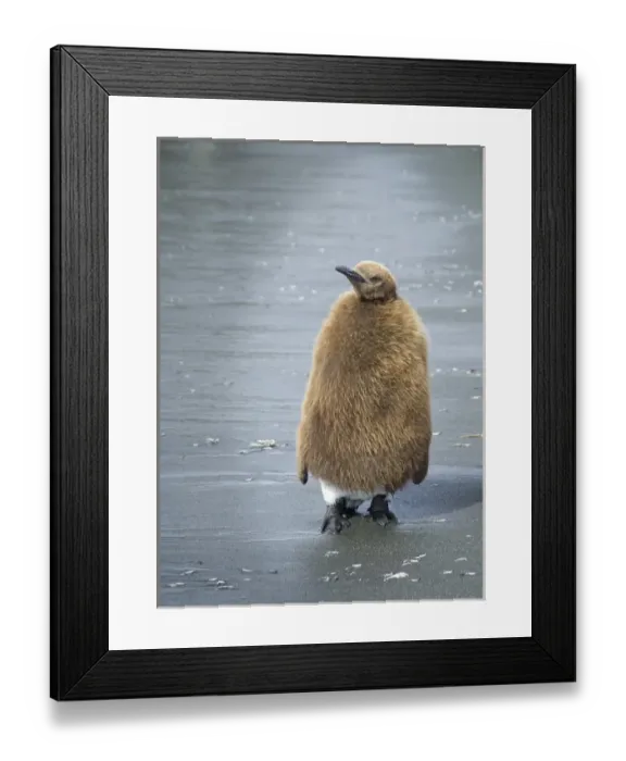 Framed Print : Antarctica, South Georgia Island, Juvenile King Penguin Framed Print : Antarctica, South Georgia Island, Juvenile King Penguin