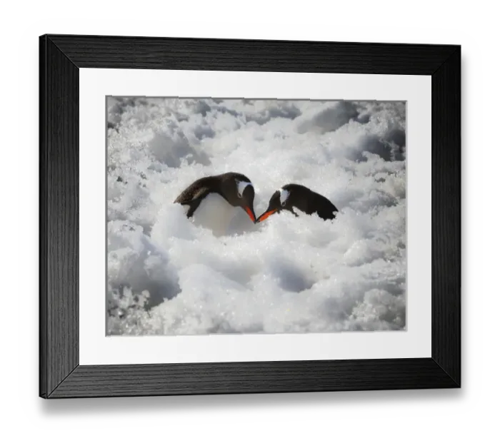 Framed Print : Antarctica. A pair of gentoo penguins touching beaks Framed Print : Antarctica. A pair of gentoo penguins touching beaks